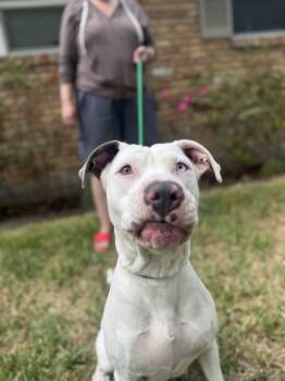 Rescue American Staffordshire Terrier Dogs for Adoption in Houston, Texas - Gale | PetCurious