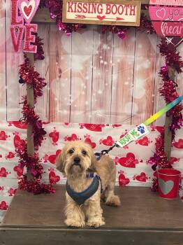 Dachshund and Poodle Dogs Available for Adoption - Enzo | PetCurious