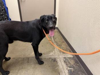 SNOOP -  Labrador Retriever Dog for Adoption in Ontario, California - SNOOP | PetCurious