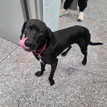 Thor -  Hound and Mixed Breed Dog for Adoption in Parkersburg, West Virginia - Thor | PetCurious
