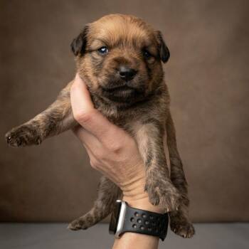 Mixed Breed Dogs Available for Adoption in Helena, Alabama - Clover | PetCurious