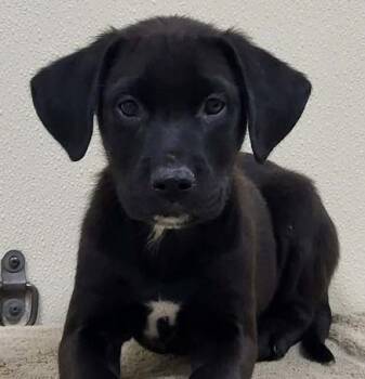 Holiday -  Mixed Breed Dog for Adoption in Groveland, Massachusetts - Holiday | PetCurious