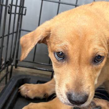 Enchilada -  Mixed Breed Dog for Adoption in Milton, Florida - Enchilada | PetCurious
