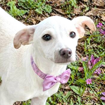 Chihuahua and Mixed Breed Dogs Available for Adoption in Boerne, Texas - Zelly | PetCurious