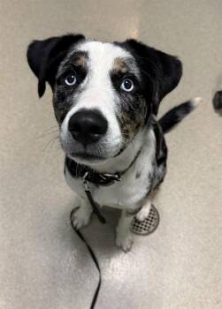 PRINCE CHARMING -  Catahoula Leopard Dog Dog for Adoption in Newton, North Carolina - PRINCE CHARMING | PetCurious