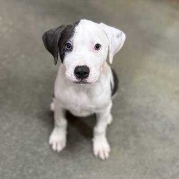 Raven TN -  American Bulldog Dog for Adoption in Poinciana, Florida - Raven TN | PetCurious