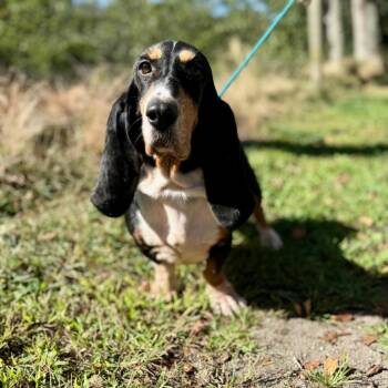 Maizie Jo -  Basset Hound Dog for Adoption in East Hampton, New York - Maizie Jo | PetCurious