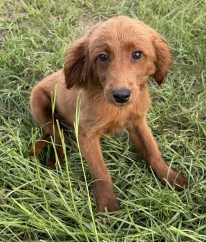 Nathan -  Labradoodle Dog for Adoption in Alafaya, Florida - Nathan | PetCurious