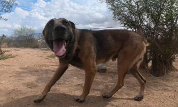 Max -  Belgian Shepherd Malinois Dog for Adoption in San Tan Valley, Arizona - Max | PetCurious