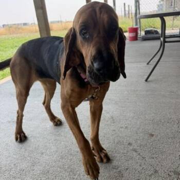 Annabelle -  Mixed Breed Dog for Adoption in Spokane, Washington - Annabelle | PetCurious