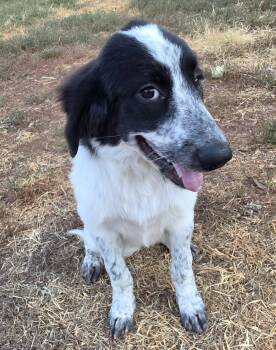 Dottie -  Bernadoodle Dog for Adoption in Oklahoma City, Oklahoma - Dottie | PetCurious