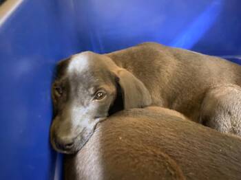 Ruth -  Labrador Retriever and Hound Dog for Adoption in Chico, California - Ruth | PetCurious