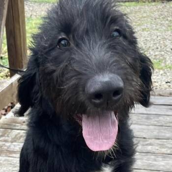 Labrador Retriever and Labradoodle Dogs Available for Adoption in Jay, New York - Remi | PetCurious