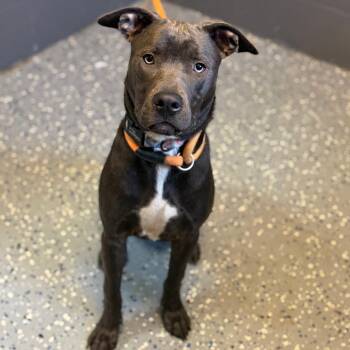 Frankie -  Pit Bull Terrier and Mixed Breed Dog for Adoption in Tuscaloosa, Alabama - Frankie | PetCurious