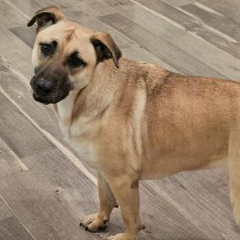 Sissy -  Mountain Cur Dog for Adoption in Springdale, Arkansas - Sissy | PetCurious