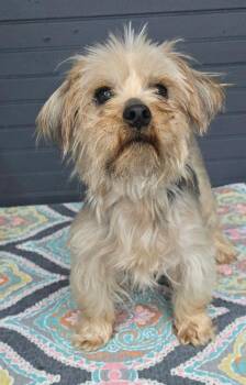 Louie -  Yorkshire Terrier and Terrier Dog for Adoption in New York, New York - Louie | PetCurious