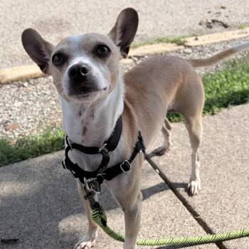 Baguette -  Mixed Breed Dog for Adoption in Pittsburgh, Pennsylvania - Baguette | PetCurious