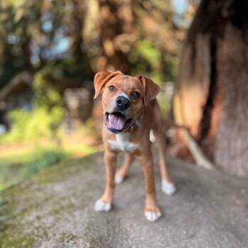 Labrador Retriever Dogs Available for Adoption in Bellingham, Washington - Chester | PetCurious