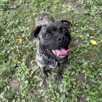 Stitch -  Pug and Pit Bull Terrier Dog for Adoption in White Oak, Pennsylvania - Stitch | PetCurious