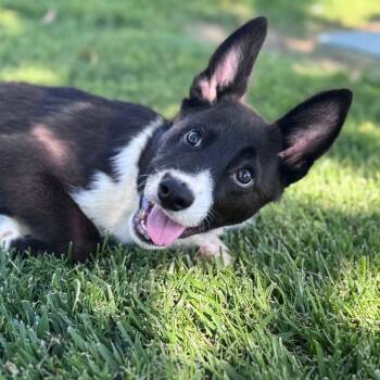Rescue Border Collie and Mixed Breed Dogs for Adoption in Los Angeles, California - Madeline | PetCurious