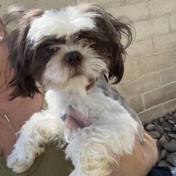 Shih Tzu Dogs Available for Adoption in Las Vegas, Nevada - Marvin | PetCurious