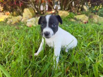 Hezekiah -  Chihuahua and Rat Terrier Dog for Adoption in Sunrise, Florida - Hezekiah | PetCurious