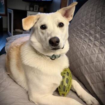 Georgie -  Yellow Labrador Retriever and Mixed Breed Dog for Adoption in Erie, Pennsylvania - Georgie | PetCurious