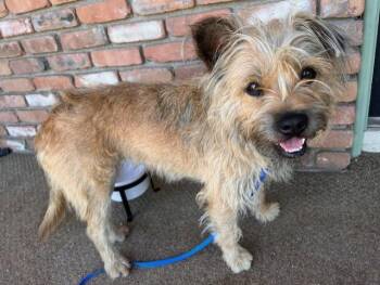 KNEESAA -  Border Terrier Dog for Adoption in Riverside, California - KNEESAA | PetCurious