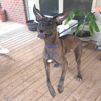 Delia -  Great Dane and Mixed Breed Dog for Adoption in Minneapolis, Minnesota - Delia | PetCurious