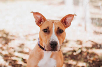 Rescue Carolina Dog and Mixed Breed Dogs for Adoption in North Charleston, South Carolina - 87046a Sandie | PetCurious