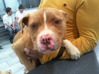 Pit Bull Terrier Dogs Available for Adoption in Charlotte, North Carolina - BOSSMAN | PetCurious