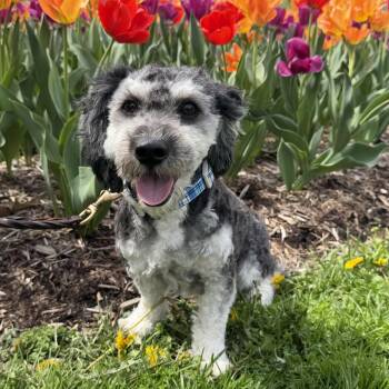Bichon Frise and Shih Tzu Dogs Available for Adoption in Riverdale, Iowa - Gatsby | PetCurious