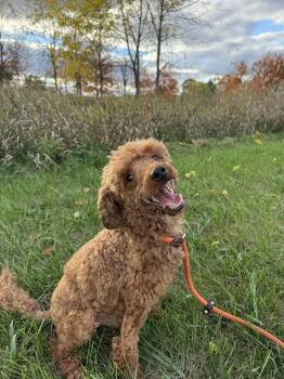 Rescue Poodle Dogs for Adoption in Lisle, Ontario - Oliver | PetCurious