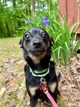 Chihuahua Dogs Available for Adoption in Pittsboro, North Carolina - Iris | PetCurious