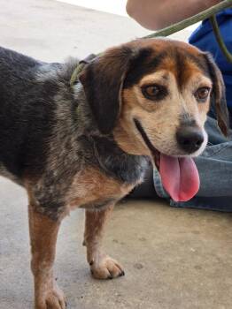 Kevin Pawstner -  Beagle Dog for Adoption in Glen Saint Mary, Florida - Kevin Pawstner | PetCurious