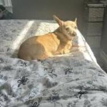 Mira D11750 -  Chihuahua and Jack Russell Terrier Dog for Adoption - Mira D11750 | PetCurious