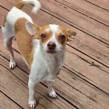 Sina (mom) 2026-331 -  Chihuahua Dog for Adoption in Winder, Georgia - Sina (mom) 2026-331 | PetCurious