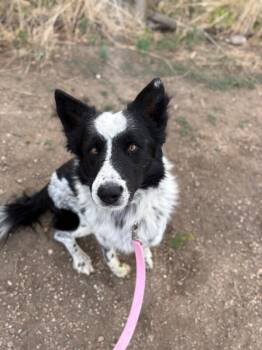 Border Collie and Mixed Breed Dogs Available for Adoption in Fort Collins, Colorado - Anchor | PetCurious
