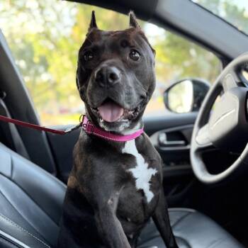 Indie -  Mixed Breed Dog for Adoption in Bangall, New York - Indie | PetCurious