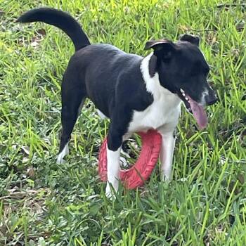 Chiweenie and Rat Terrier Dogs Available for Adoption - Jose - Frisbee Aficionado | PetCurious