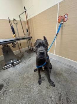 Cane Corso and Mixed Breed Dogs Available for Adoption in Honolulu, Hawaii - Hades | PetCurious