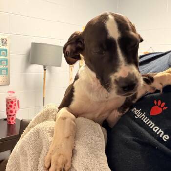 Mo -  Pit Bull Terrier and Mixed Breed Dog for Adoption in Indianapolis, Indiana - Mo | PetCurious