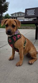 Honey aka Canela -  Black Mouth Cur and Labrador Retriever Dog for Adoption in Midway, Utah - Honey Aka Canela | PetCurious