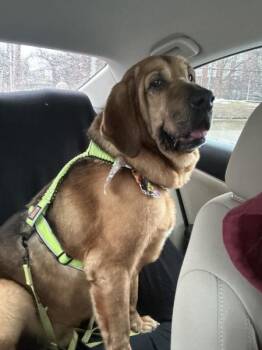 Mixed Breed Dogs Available for Adoption - Bear | PetCurious