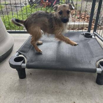 Terrier and Chihuahua Dogs Available for Adoption in Smithfield, North Carolina - Penelope | PetCurious