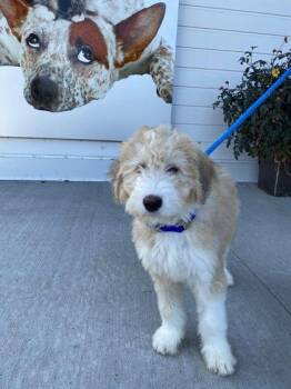 Posie -  Australian Shepherd and Mixed Breed Dog for Adoption in Fergus Falls, Minnesota - Posie | PetCurious