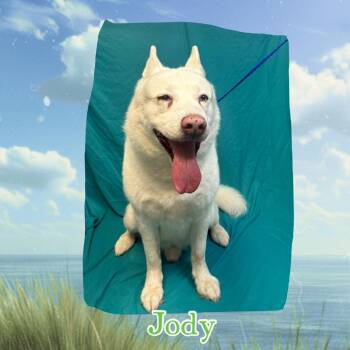 Jody -  Husky Dog for Adoption in Royse City, Texas - Jody | PetCurious