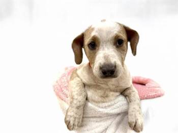 Labrador Retriever and Mixed Breed Dogs Available for Adoption in Fort Lauderdale, Florida - CLEMENTINE | PetCurious