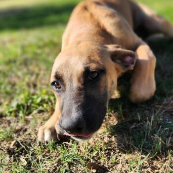 Shepherd Dogs Available for Adoption in Austin, Texas - Brenda FJ | PetCurious