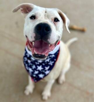 POPPY -  Pit Bull Terrier Dog for Adoption in Charlotte, North Carolina - POPPY | PetCurious